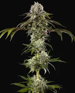 Durban Poison F1