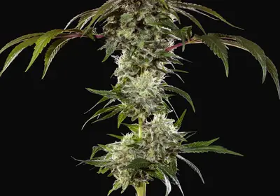 Durban Poison F1