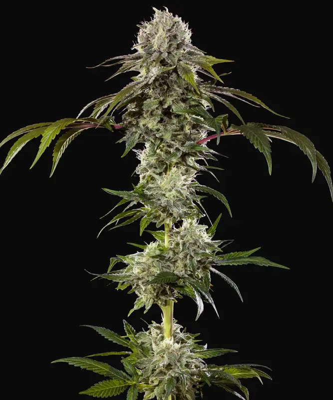 Durban Poison F1