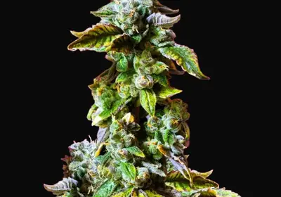 Durban Poison