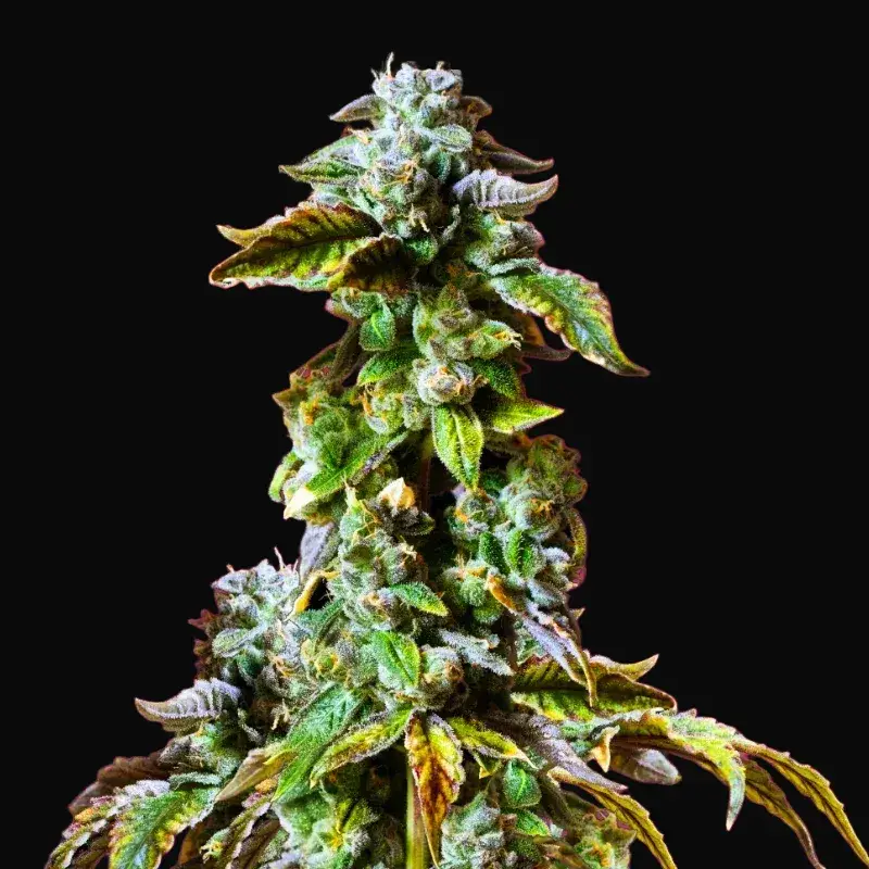 Durban Poison