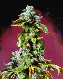 Durban Poison
