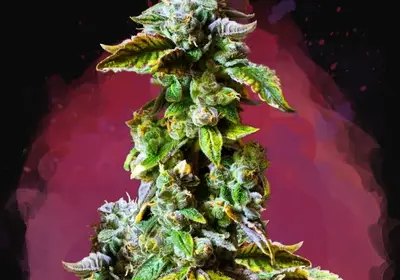 Durban Poison