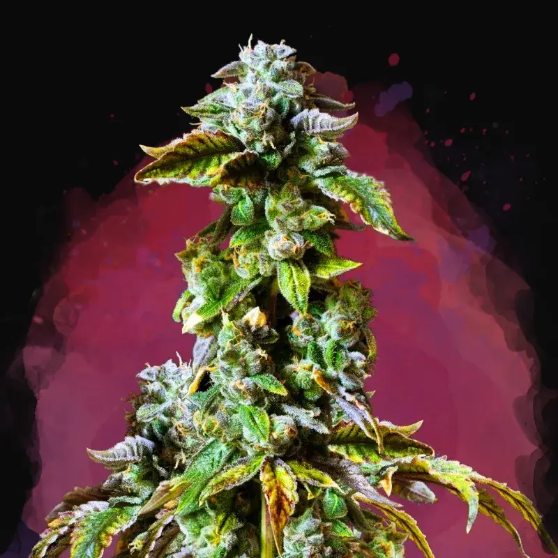 Durban Poison