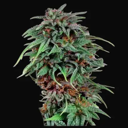 Durban Poison Regular