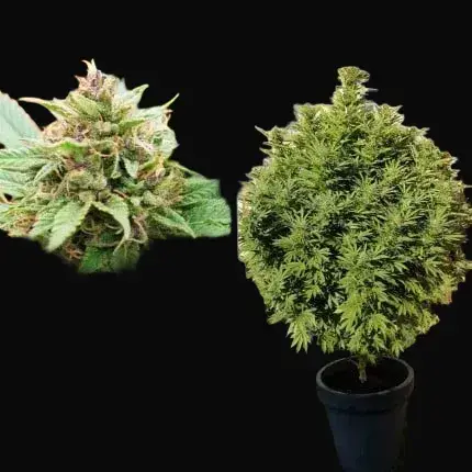 Durban Poison Regular — zdjęcie 5