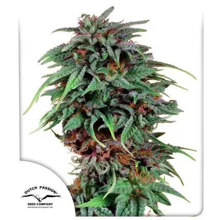 Durban Poison Regular