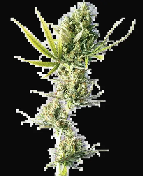 Durban