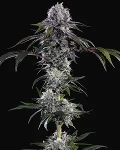 Durban Z F1