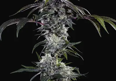 Durban Z F1