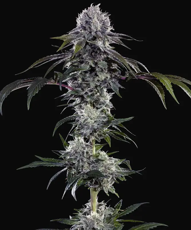 Durban Z F1