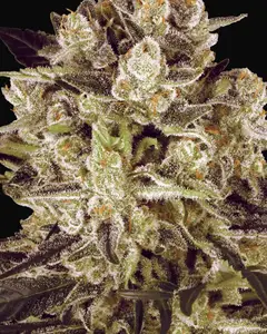 Durga Mata II CBD