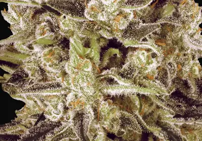 Durga Mata II CBD