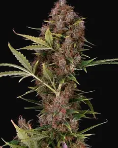 Dutch Auto