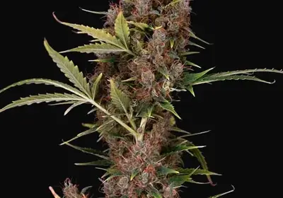 Dutch Auto
