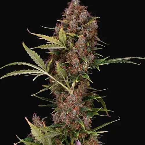 Dutch Auto
