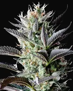 Dutch Blue Auto