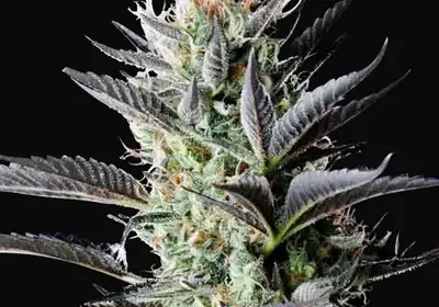 Dutch Blue Auto