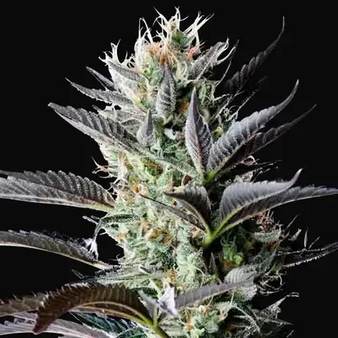 Dutch Blue Auto