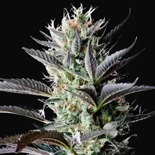 Dutch Blue Auto