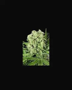 Dutch Cheese