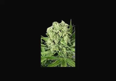 Dutch Cheese