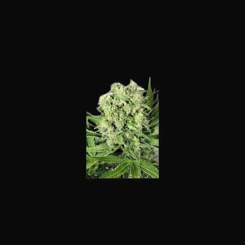 Dutch Cheese