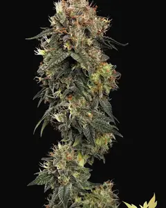 Dutch Kush