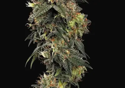 Dutch Kush