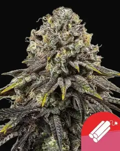 Dynamite Diesel