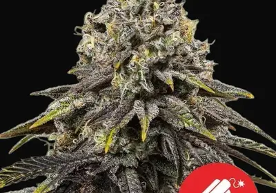 Dynamite Diesel