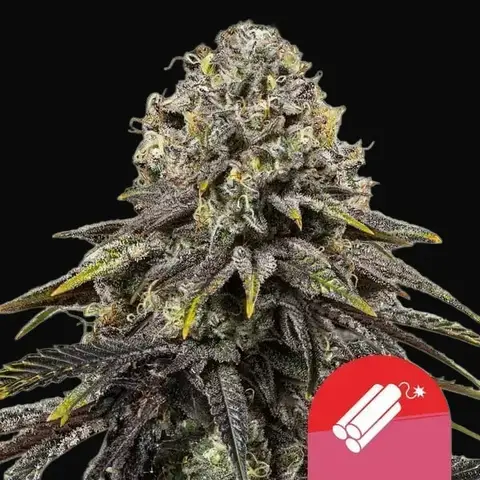 Dynamite Diesel