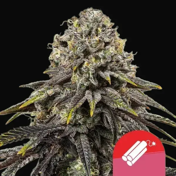 Dynamite Diesel