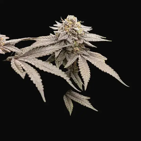 Dynamite Diesel — zdjęcie 4