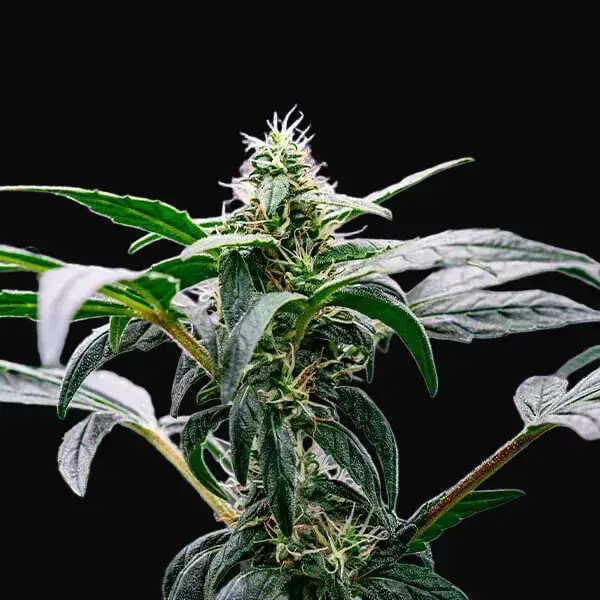 Dynamite Diesel — zdjęcie 6
