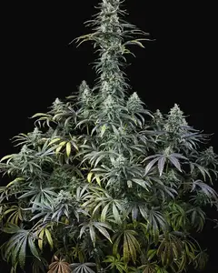 Early Amnesia CBD