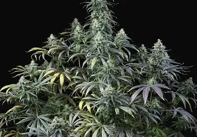 Early Amnesia CBD