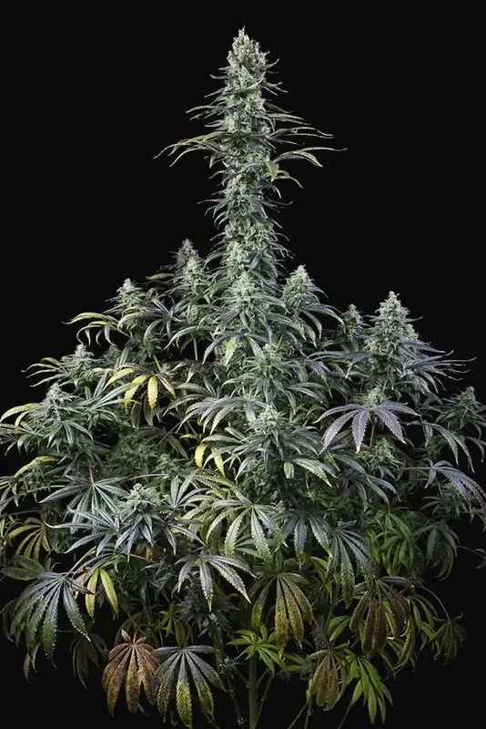 Early Amnesia CBD