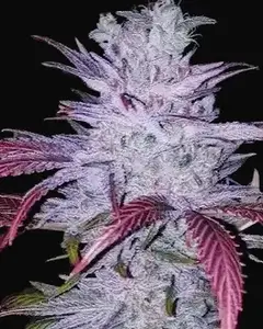 Early Lemon Berry RBX
