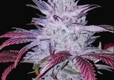 Early Lemon Berry RBX
