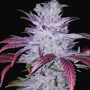 Early Lemon Berry RBX