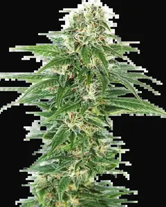 Early Skunk Automatic