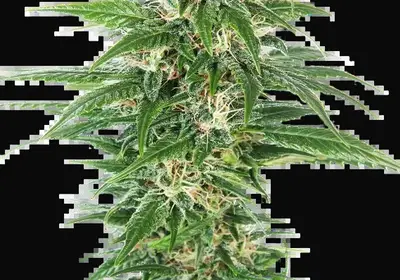 Early Skunk Automatic