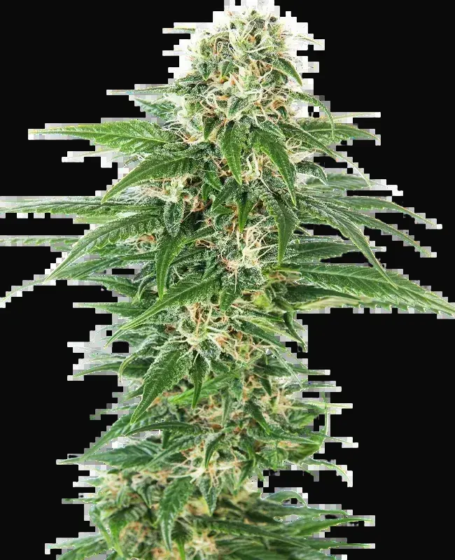 Early Skunk Automatic