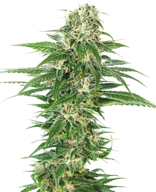 Early Skunk Automatic