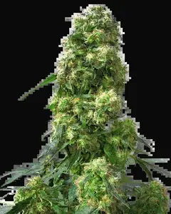 Early Skunk Feminized