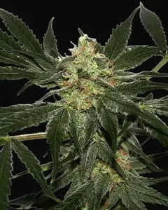 Early Skunk Haze