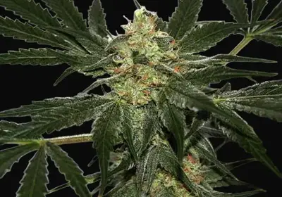 Early Skunk Haze