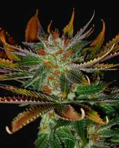 Early Skunk