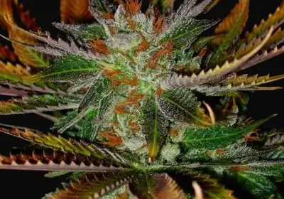 Early Skunk